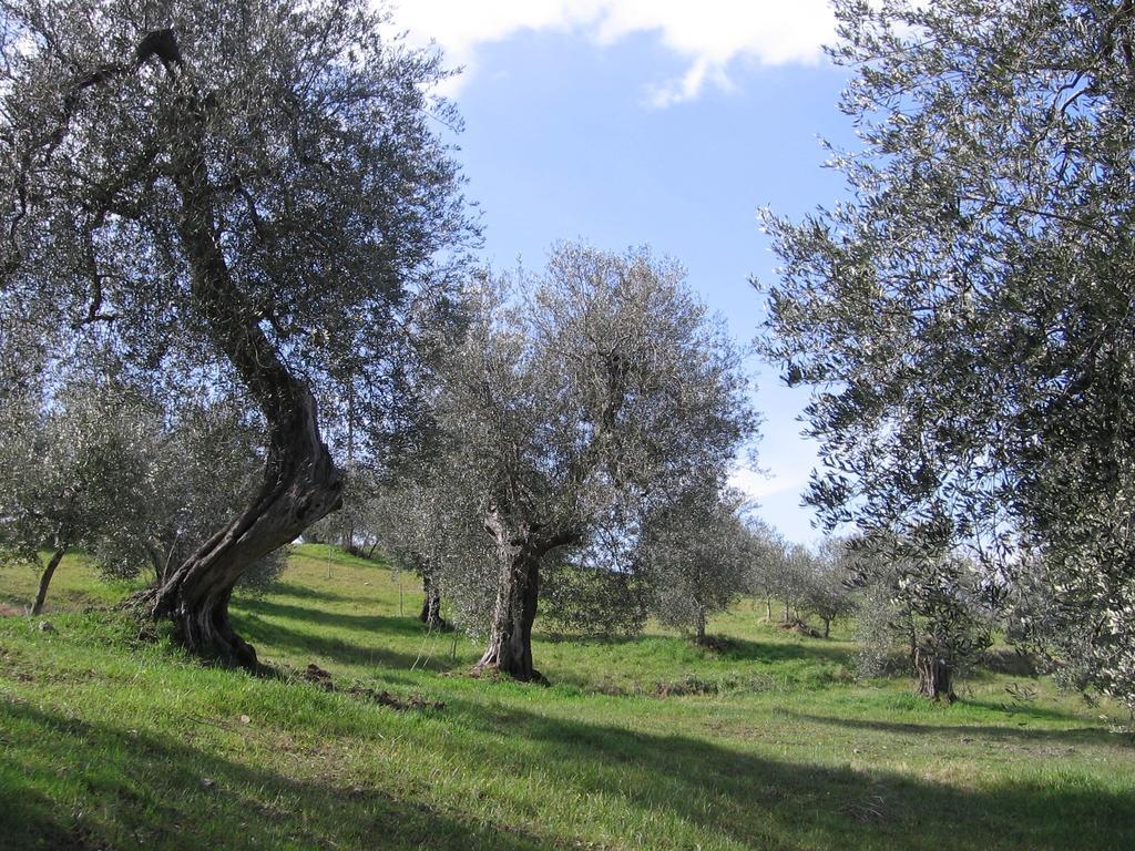 Holiday home Casa Fioranna Seggiano