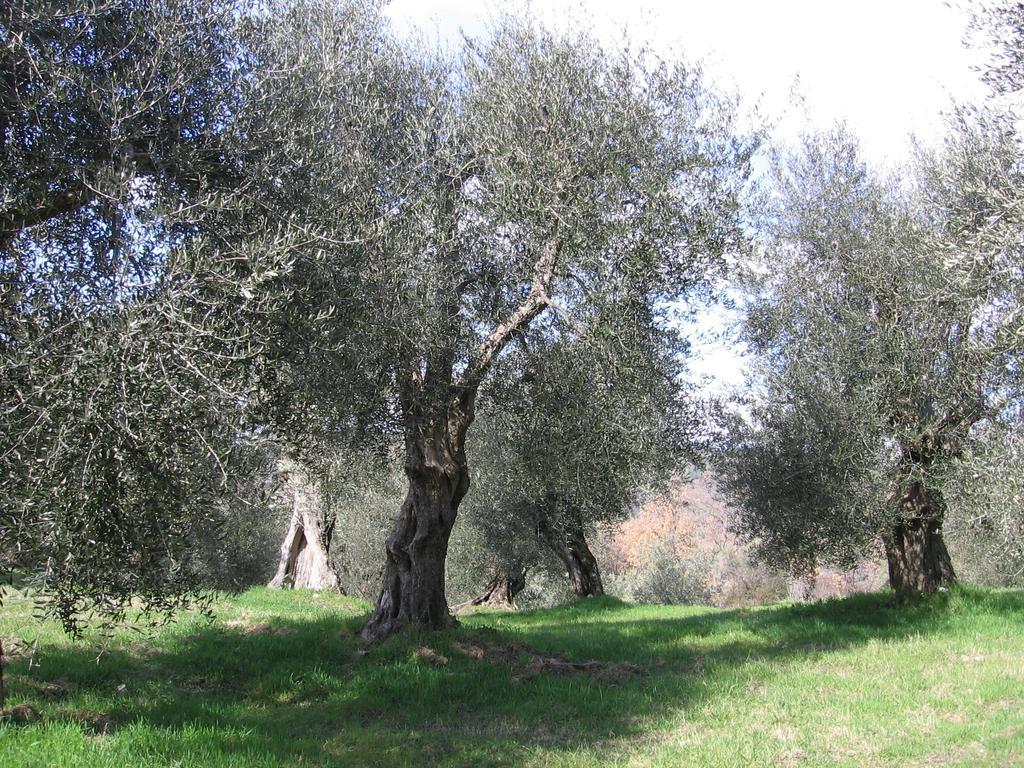 Casa Fioranna Seggiano